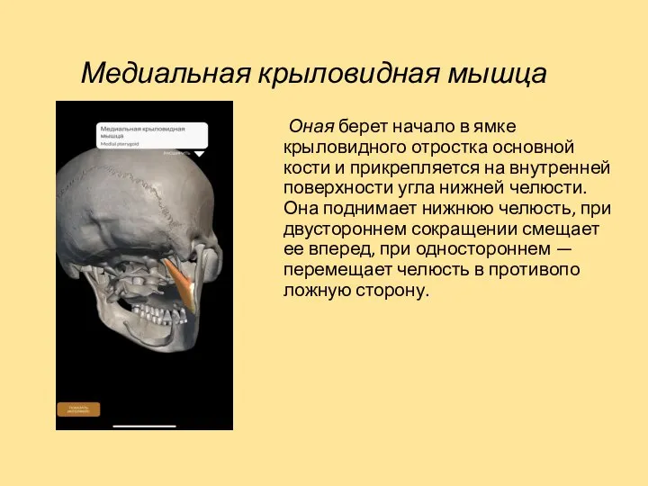 Медиальная крыловидная мышца Оная берет начало в ямке крыловидного отростка основной