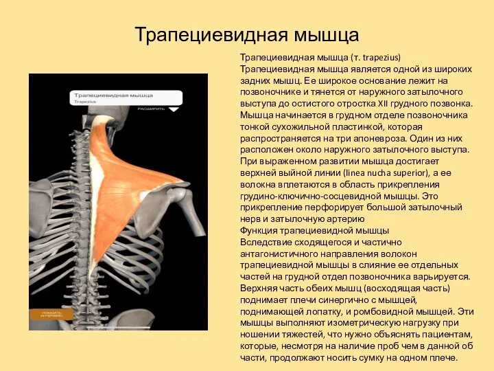 Трапециевидная мышца Трапециевидная мышца (т. trapezius) Трапециевидная мышца является одной из