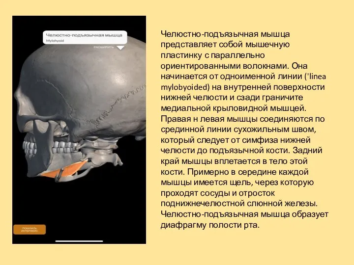 Челюстно-подъязычная мышца представляет собой мышечную пластинку с параллельно ориентированными волокнами. Она