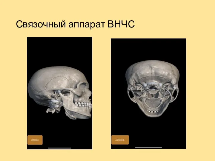 Связочный аппарат ВНЧС