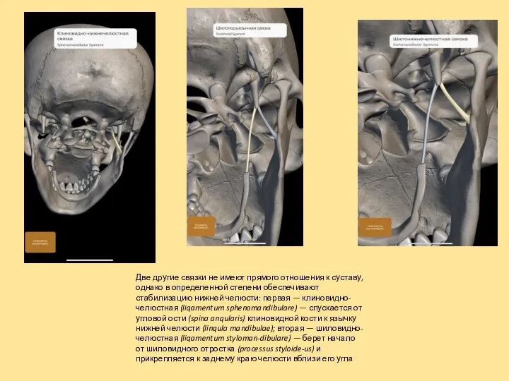 Две другие связки не имеют прямого отношения к суставу, однако в
