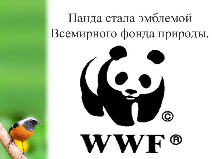 Панда стала эмблемой Всемирного фонда природы.