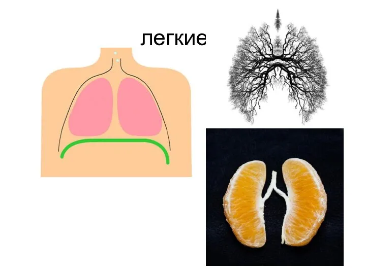 легкие