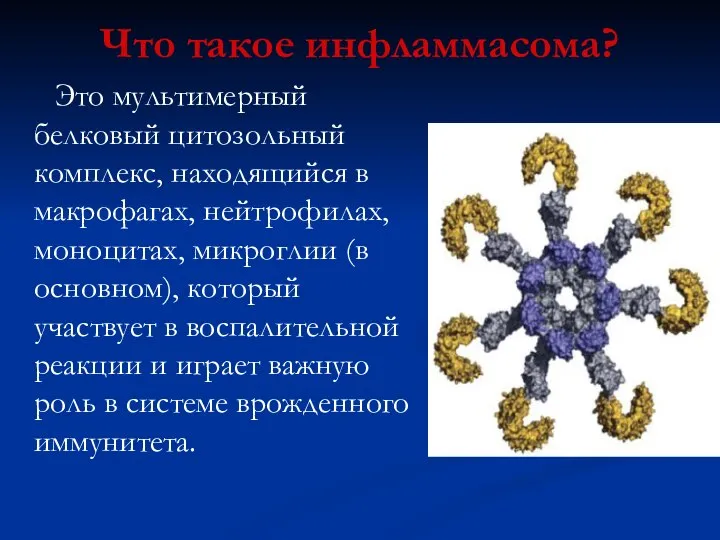 Что такое инфламмасома? Это мультимерный белковый цитозольный комплекс, находящийся в макрофагах,