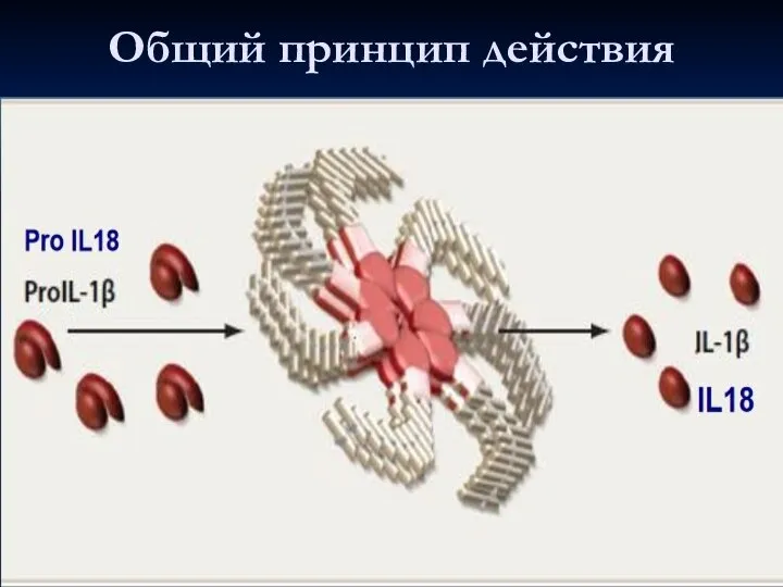 Общий принцип действия