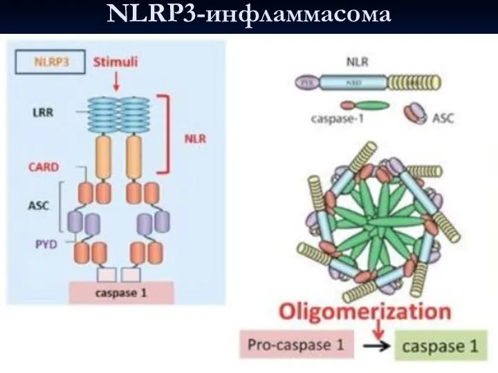 NLRP3-инфламмасома