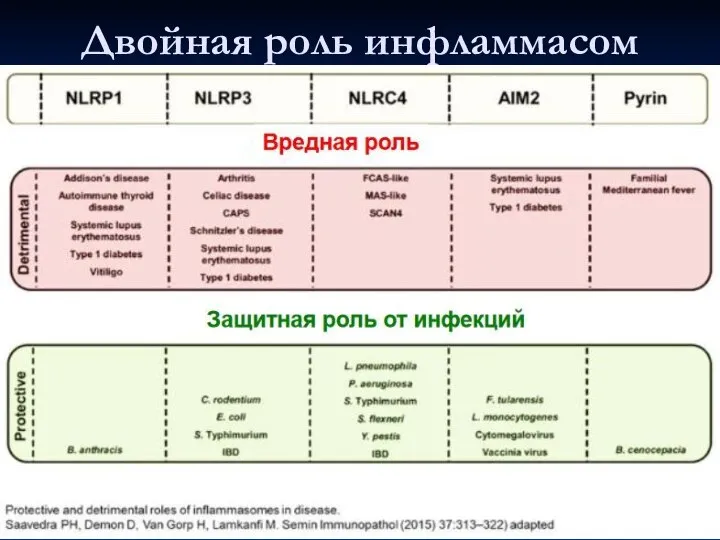 Двойная роль инфламмасом