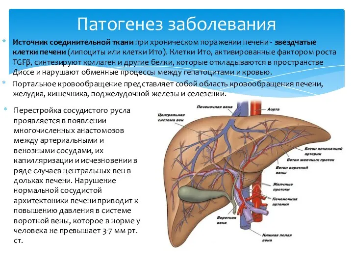 Источник соединительной ткани при хроническом поражении печени - звездчатые клетки печени