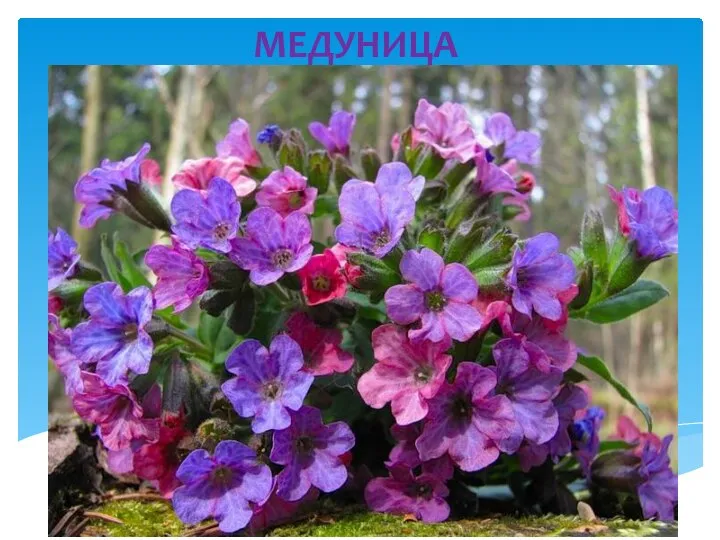 МЕДУНИЦА