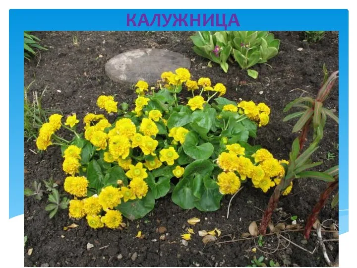 КАЛУЖНИЦА