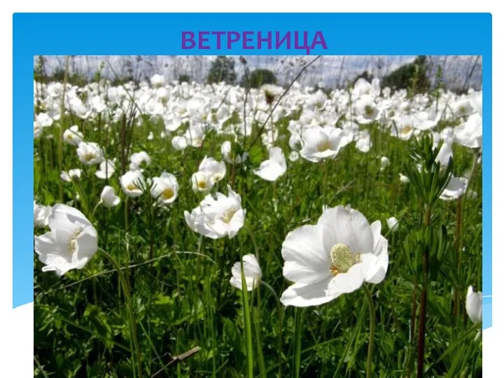 ВЕТРЕНИЦА