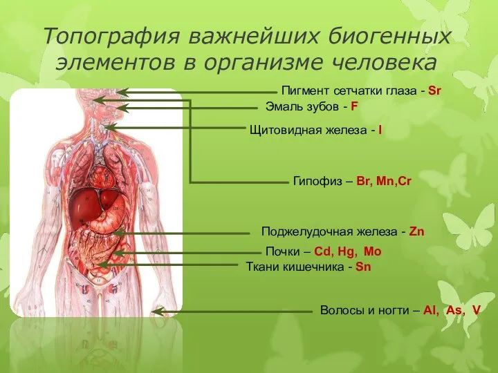 Топография важнейших биогенных элементов в организме человека Пигмент сетчатки глаза -