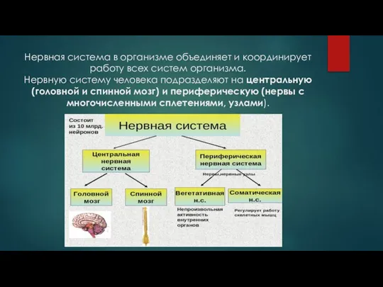 Нервная система в организме объединяет и координирует работу всех систем организма.