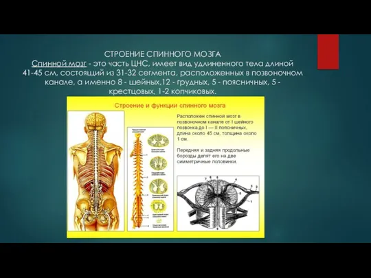 СТРОЕНИЕ СПИННОГО МОЗГА Спинной мозг - это часть ЦНС, имеет вид