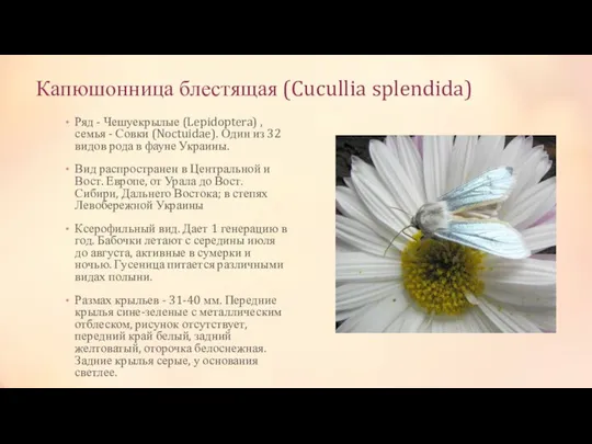 Капюшонница блестящая (Cucullia splendida) Ряд - Чешуекрылые (Lepidoptera) , семья -