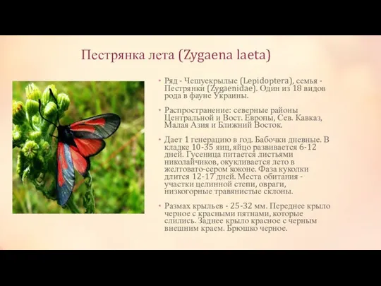 Пестрянка лета (Zygaena laeta) Ряд - Чешуекрылые (Lepidoptera), семья - Пестрянки