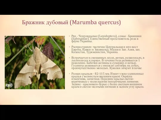 Бражник дубовый (Marumba quercus) Ряд - Чешуекрылые (Lepidoptera), семья - Бражники