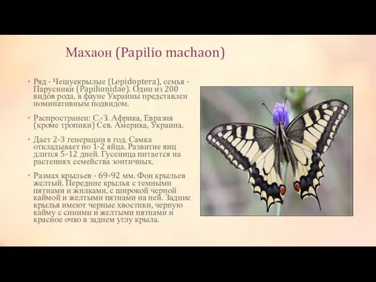 Махаон (Papilio machaon) Ряд - Чешуекрылые (Lepidoptera), семья - Парусники (Papilionidae).