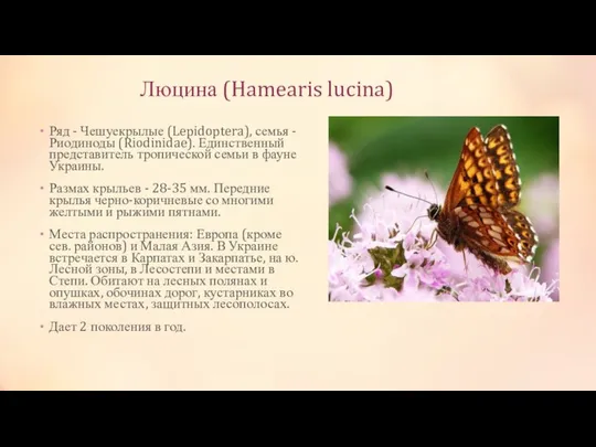 Люцина (Hamearis lucina) Ряд - Чешуекрылые (Lepidoptera), семья - Риодиноды (Riodinidae).