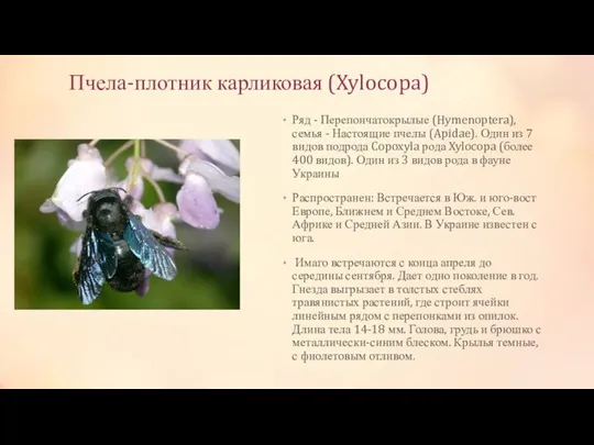 Пчела-плотник карликовая (Xylocopa) Ряд - Перепончатокрылые (Hymenoptera), семья - Настоящие пчелы