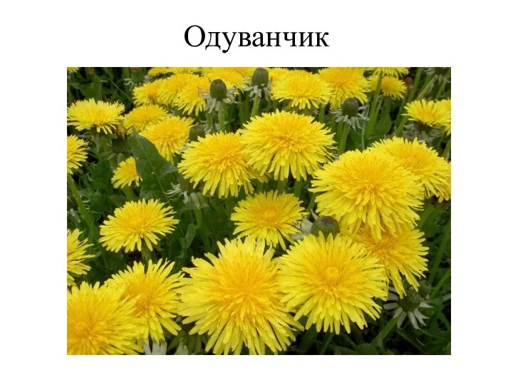 Одуванчик