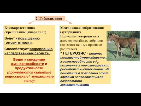 2. Гибридизация Близкородственное скрещивание (инбридинг) Ведет к повышению гомозиготности. Способствует закреплению