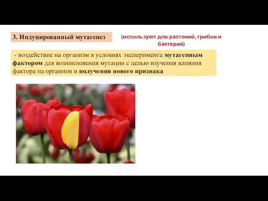 3. Индуцированный мутагенез - воздействие на организм в условиях эксперимента мутагенным