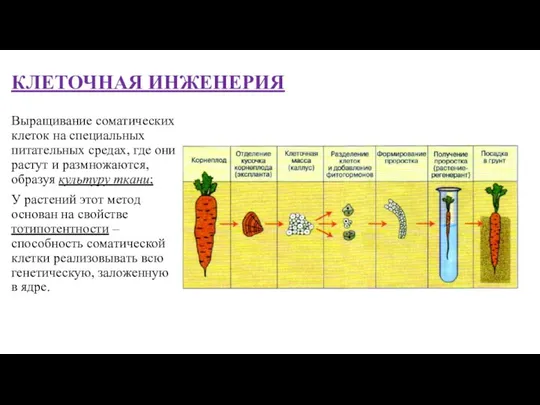 КЛЕТОЧНАЯ ИНЖЕНЕРИЯ Выращивание соматических клеток на специальных питательных средах, где они