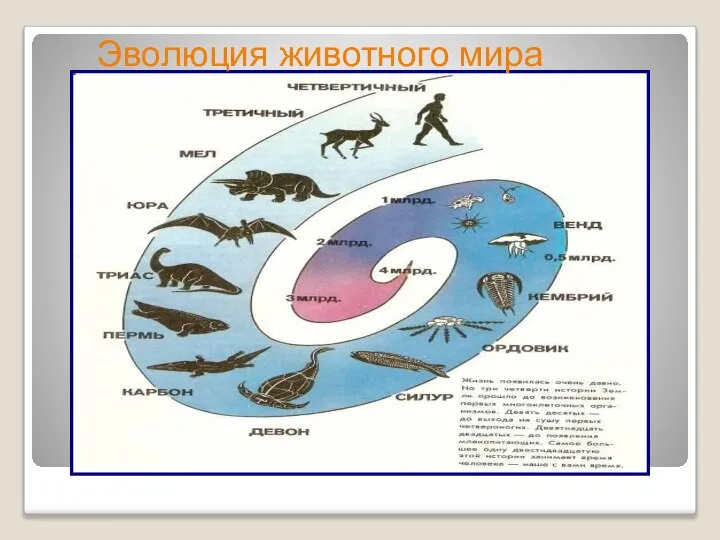 Эволюция животного мира