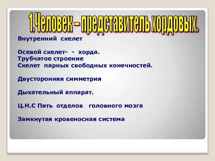 Внутренний скелет Осевой скелет- - хорда. Трубчатое строение Скелет парных свободных