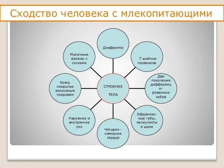 Сходство человека с млекопитающими