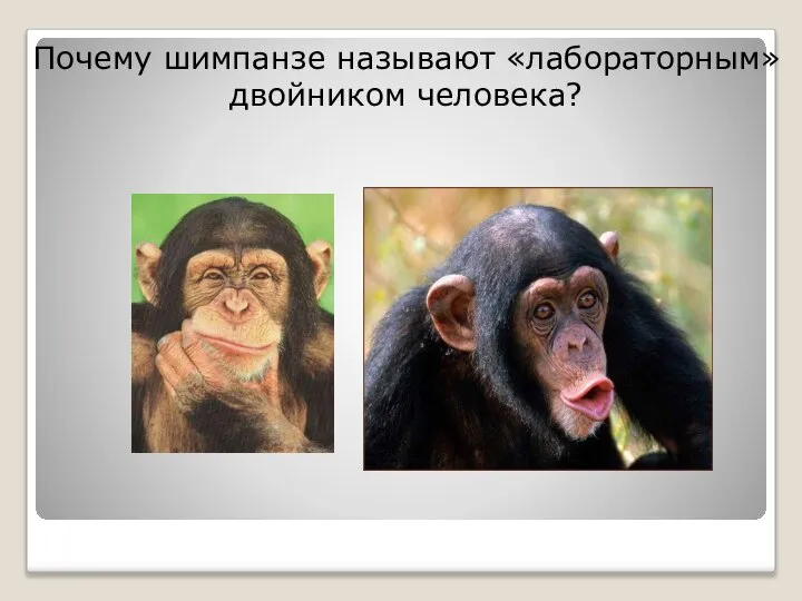 Почему шимпанзе называют «лабораторным» двойником человека?