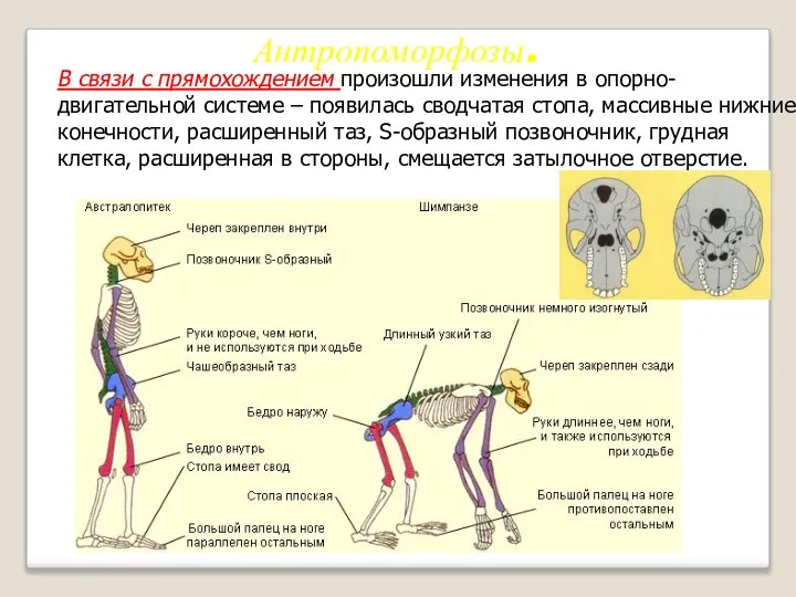 В связи с прямохождением произошли изменения в опорно-двигательной системе – появилась