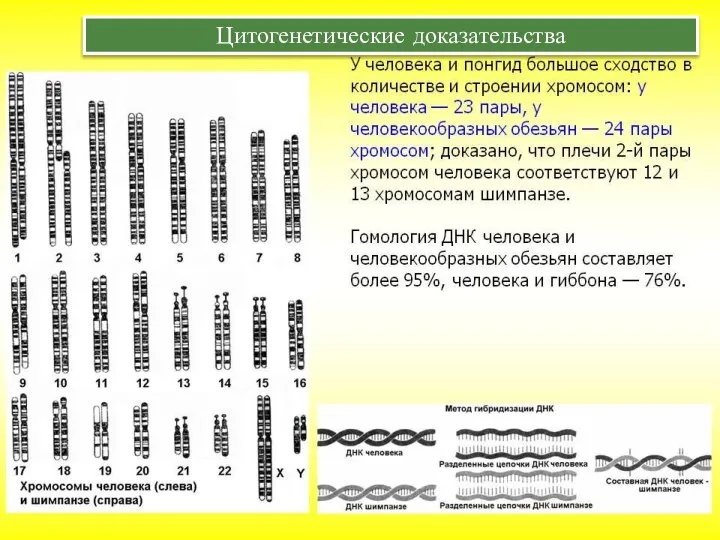 Цитогенетические доказательства