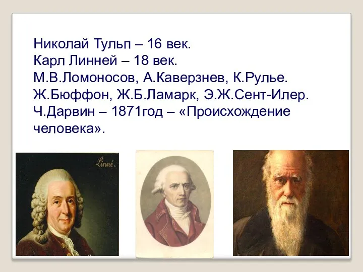 Николай Тульп – 16 век. Карл Линней – 18 век. М.В.Ломоносов,