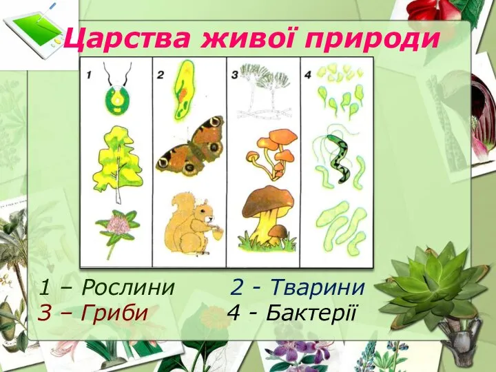 Царства живої природи 1 – Рослини 2 - Тварини З – Гриби 4 - Бактерії