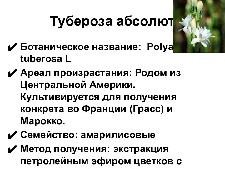 Тубероза абсолют Ботаническое название: Polyanthes tuberosa L Ареал произрастания: Родом из