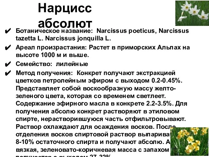 Нарцисс абсолют Ботаническое название: Narcissus poeticus, Narcissus tazetta L. Narcissus jonquilla