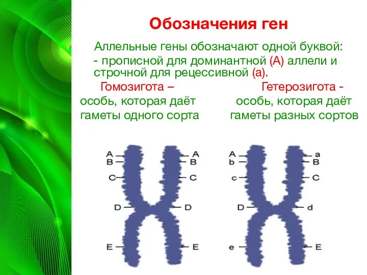 Обозначения ген Аллельные гены обозначают одной буквой: - прописной для доминантной