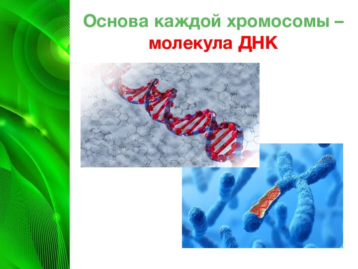 Основа каждой хромосомы – молекула ДНК