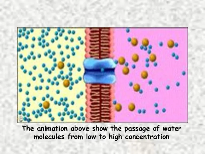 The animation above show the passage of water molecules from low to high concentration