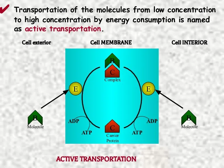 Transportation of the molecules from low concentration to high concentration by