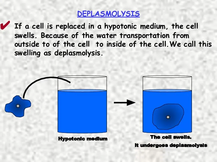 DEPLASMOLYSIS If a cell is replaced in a hypotonic medium, the