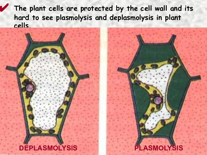 The plant cells are protected by the cell wall and its