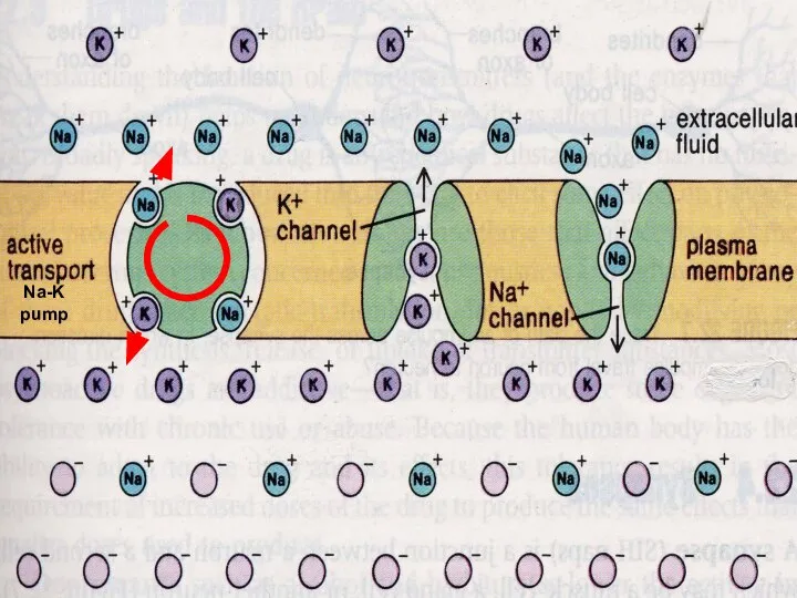 Na-K pump