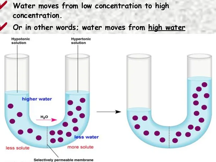 Water moves from low concentration to high concentration. Or in other