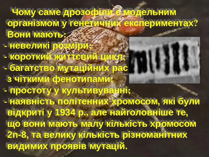 Чому саме дрозофіли є модельним організмом у генетичних експериментах? Вони мають: