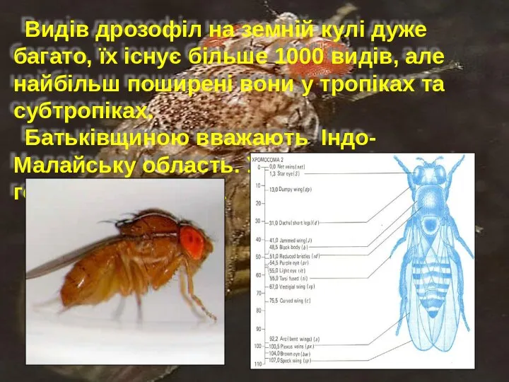 Видів дрозофіл на земній кулі дуже багато, їх існує більше 1000