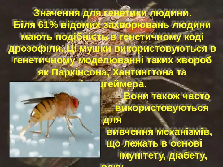 Значення для генетики людини. Біля 61% відомих захворювань людини мають подібність