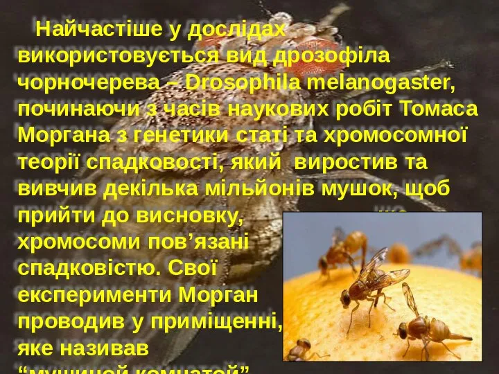 Найчастіше у дослідах використовується вид дрозофіла чорночерева – Drosophila melanogaster, починаючи